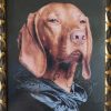 Vizsla portré